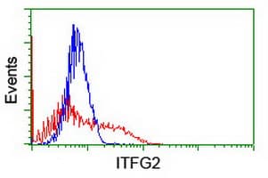 ITFG2 Antibody (clone OTI3E10)