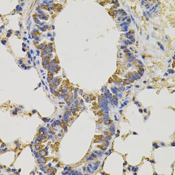 IHC-plus™ CD45 / LCA Antibody