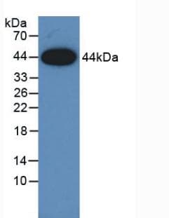 AREG / Amphiregulin Antibody