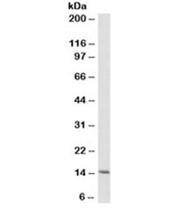 CYCS / Cytochrome c Antibody (clone 6H2.B4)