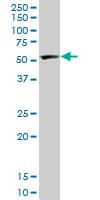 PTBP2 Antibody (clone 2B11)