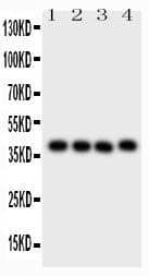 Polyclonal Rabbit anti-Human CD34 Antibody (aa151-385, IHC, WB)