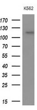APOBR / APOB48R Antibody (aa780-1088, clone OTI1B1, Carrier-free)