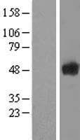 SCRN1 / Secernin 1 Protein (Over-Expression Lysate Myc-DDK (Flag))