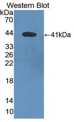 DKK3 Antibody (aa22-350)