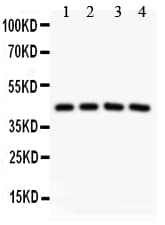 Polyclonal Rabbit anti-Human SIRT3 / Sirtuin 3 Antibody (aa66-399, WB)