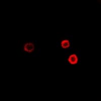 SGCE Antibody