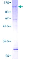Human PCK2 / PEPCK Protein (Recombinant GST)