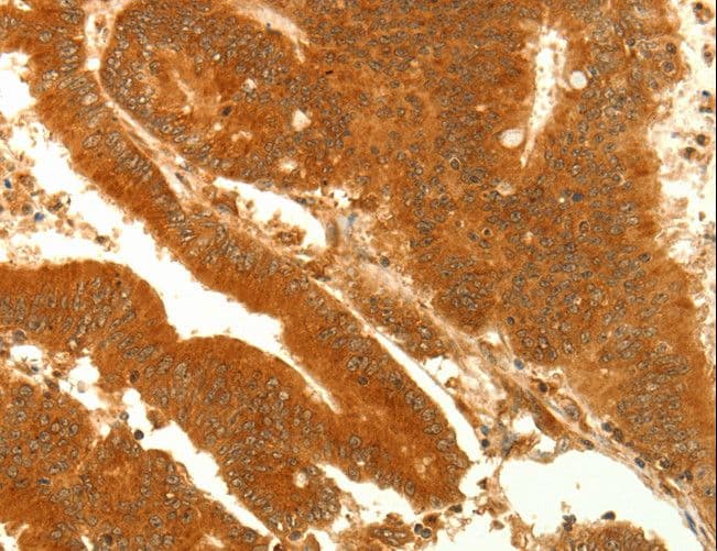 Alpha SNAP Antibody