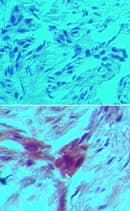 ARHGDIB / D4 GDI Antibody (clone 97A1015)