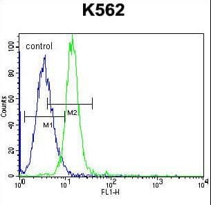 Polyclonal Rabbit anti-Human KCNH2 / HERG Antibody (aa861-888, WB)