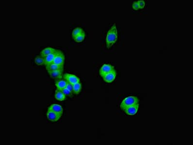 Polyclonal Rabbit anti-Human CD34 Antibody (IHC, IF, WB)