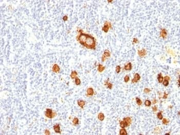 FUT4 / CD15 Antibody (clone FUT4/815, Azide-free, BSA-free)