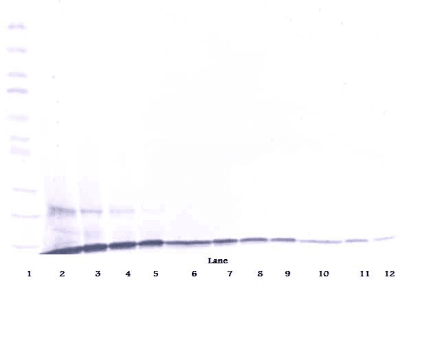 CCL23 / MIP3 Antibody