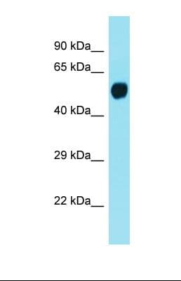 LMAN1L Antibody (aa252-301)