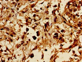 GRB10 Antibody