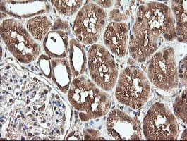 Monoclonal Mouse anti-Human PNPO Antibody (clone OTI1G9, IHC, WB)
