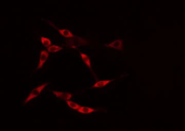 Polyclonal Rabbit anti-Human MAP9 Antibody (IF, WB)