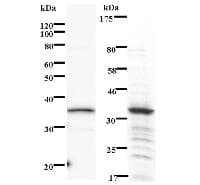 PHF1 Antibody (clone 864C6a)