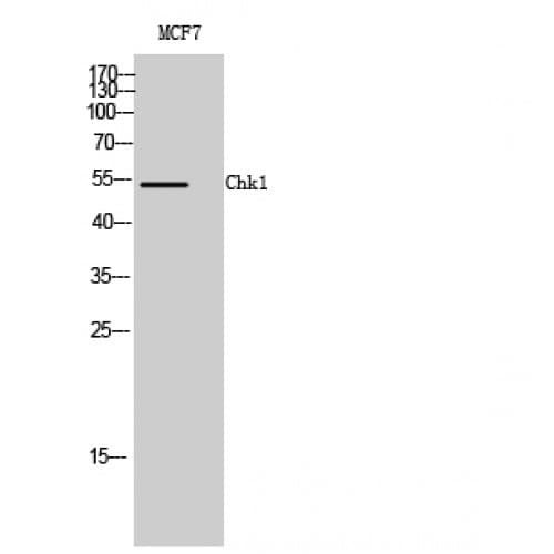 CHEK1 / CHK1 Antibody (270-350 aa)