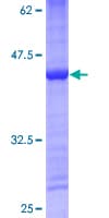 Human MRPS14 Protein (Recombinant GST)