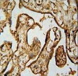 Polyclonal Rabbit anti-Human MPP1 Antibody (aa301-327, IHC, WB)