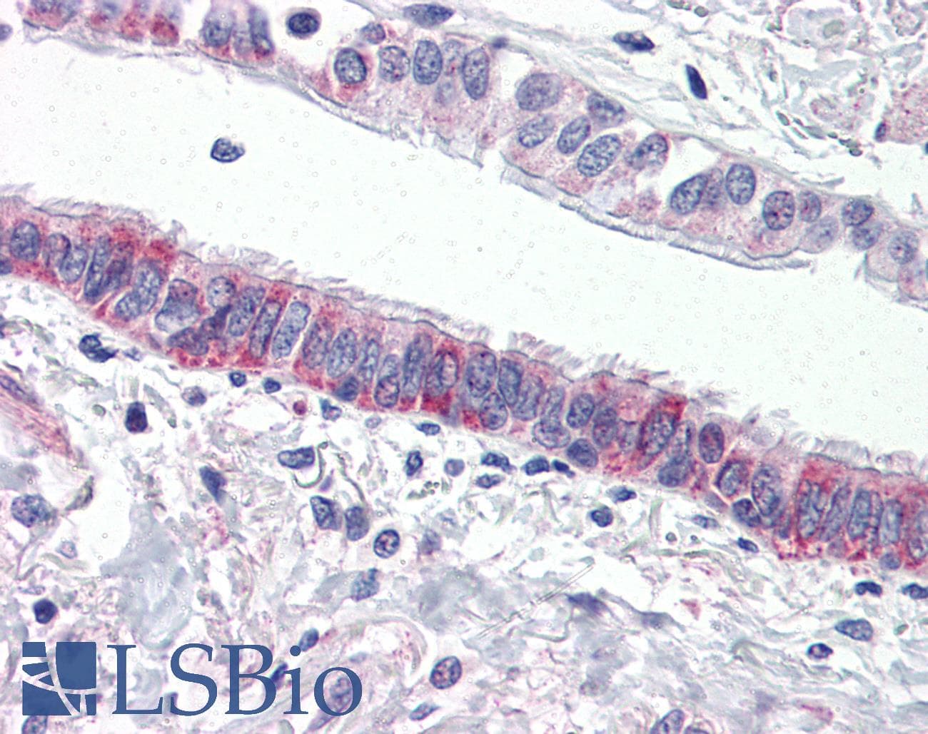IHC-plus™ F2RL3 / PAR4 Antibody (N-Terminus)