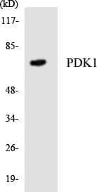 PDPK1 / PDK1 Antibody (aa2-51)
