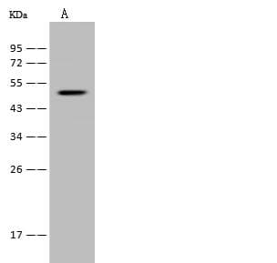 LAMP3 / CD208 Antibody