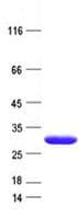 Human SULT6B1 / Sulfotransferase 6B1 Protein (Recombinant His, N-Terminal)