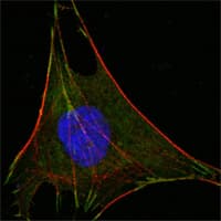 IHC-plus™ GPI Antibody (clone 1B7D7)