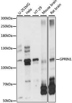 Polyclonal Rabbit anti-Human GPRIN1 / GRIN1 Antibody (WB)
