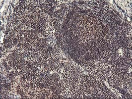 ZFP36 / Tristetraprolin Antibody (clone OTI1A2, Carrier-free)