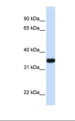 GAPDH Antibody (aa38-87)