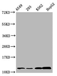 HIST1H4I Antibody