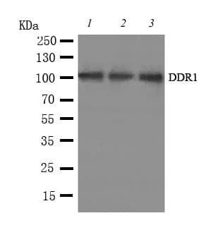 NEP / DDR1 Antibody (aa898-913)