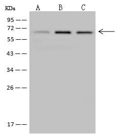 MEF2D Antibody