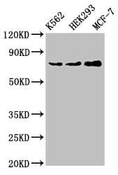 Polyclonal Rabbit anti-Human RIP1 / RALBP1 Antibody (IHC, IF, WB)