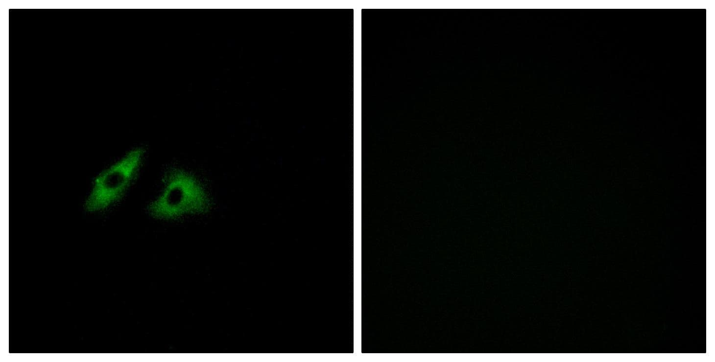GPR152 Antibody