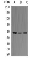 Polyclonal Rabbit anti-Human ERG Antibody (IHC, IF, WB)