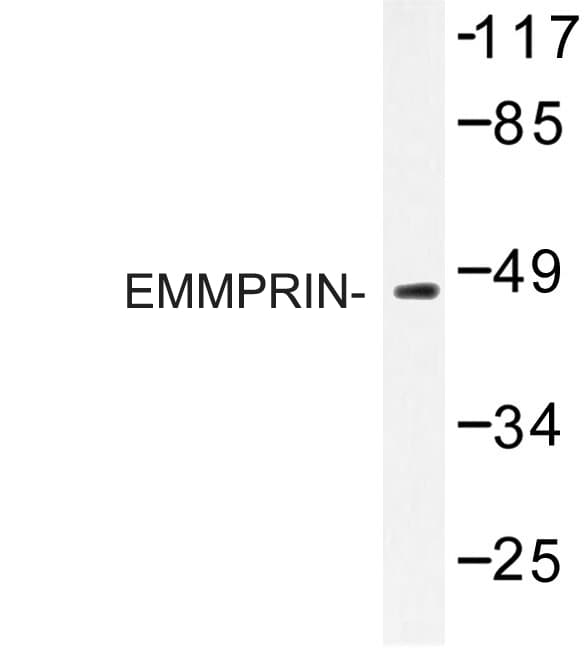 Basigin / Emmprin / CD147 Antibody (Gln370)