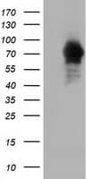 Monoclonal Mouse anti-Human ARHGAP25 Antibody (clone OTI12E6, IHC, IF, WB)