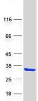 Human LRRC20 Protein (Recombinant Myc-DDK (Flag))