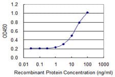 Monoclonal Mouse anti-Human HOXA1 Antibody (clone 1E10, WB)