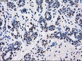 BTN3A2 Antibody (clone 1A6, Carrier-free)