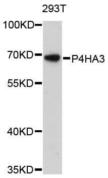 P4HA3 Antibody