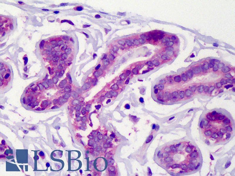 IHC-plus™ Polyclonal Rabbit anti-Rat GSK3B / GSK3 Beta Antibody (IHC, IF, WB)