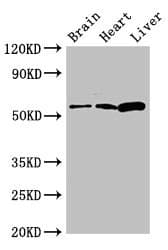 Polyclonal Rabbit anti-Human CPEB2 Antibody (IF)