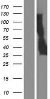 TMEM171 Protein (Over-Expression Lysate Myc-DDK (Flag))
