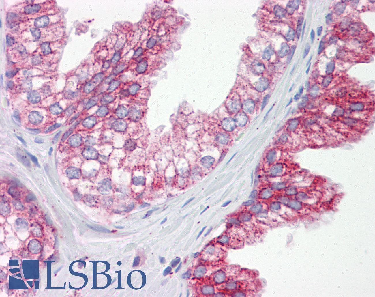 IHC-plus™ Monoclonal Rabbit anti-Human CDC25B Antibody (clone EPR3459(2), Internal, IHC, WB)